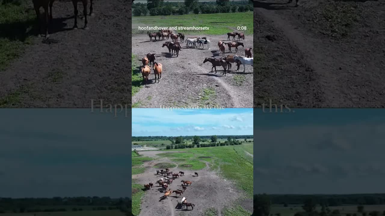 Drone views, horse vibes. Perfect for properties, events, and shows 🐴☀️