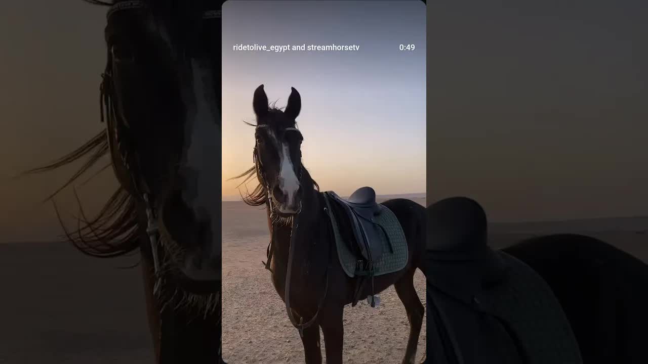 Every horse tells a story. Each one represents a part of our journey, a lesson, a feeling.