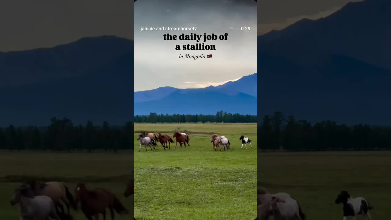 the daily job of a stallion in Mongolia 🇲🇳 🐴
