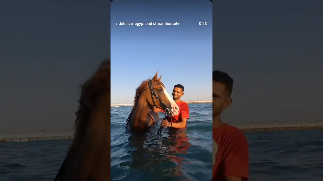 🐴💦 Swim. Ride. Repeat.Your Red Sea bucket list starts here 🌊✨📍 Hurghada – Egypt