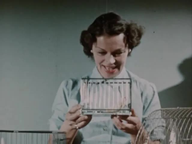 Canaries Are Fun (1950s)