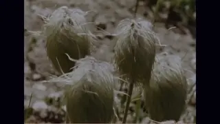 What is a Mountain? (1967)