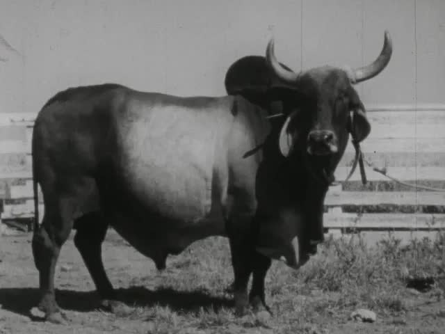 Genetics : Improving Plants And Animals (1963)