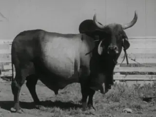 Genetics : Improving Plants And Animals (1963)