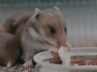 Happy Little Hamsters (1979)
