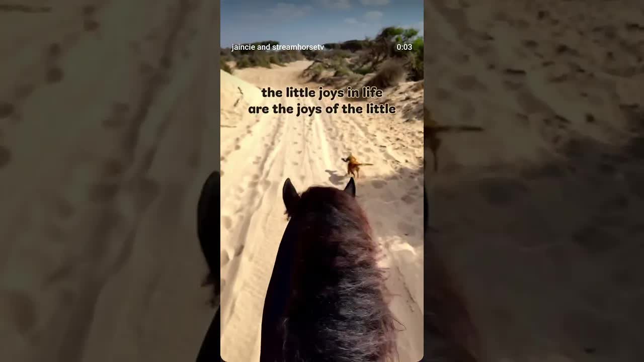 Sweet soul always joining our rides, limping yet playing. 🥹