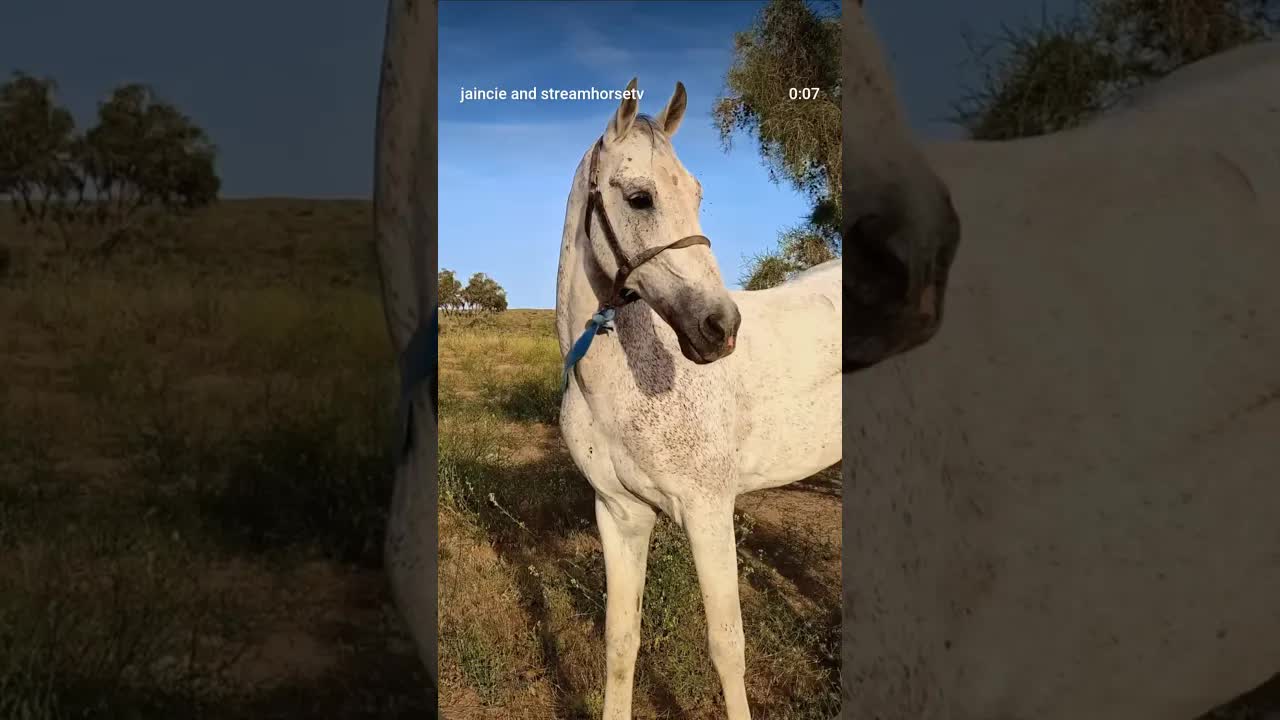 Tanymal, one of the Akhal Teke horses I met on my research trips to Turkmenistan. 🇹🇲