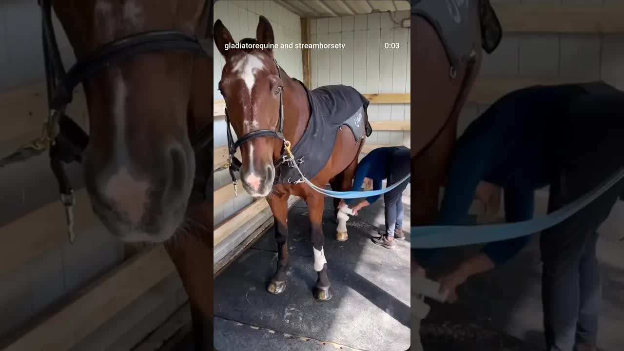 What else can we say? 🤠 We are continually wowed by the results of our Gladiator Equine PTR™ Blanket