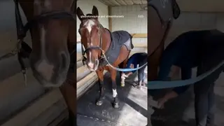 What else can we say? 🤠 We are continually wowed by the results of our Gladiator Equine PTR™ Blanket