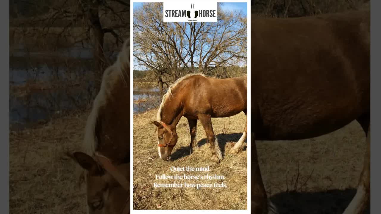 STOP Scrolling! 🚨 Enjoy the Quiet Rhythm of Peace 🐴🌿