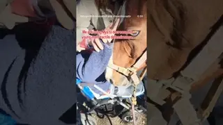 Meet Mya, the champion horse making a difference!