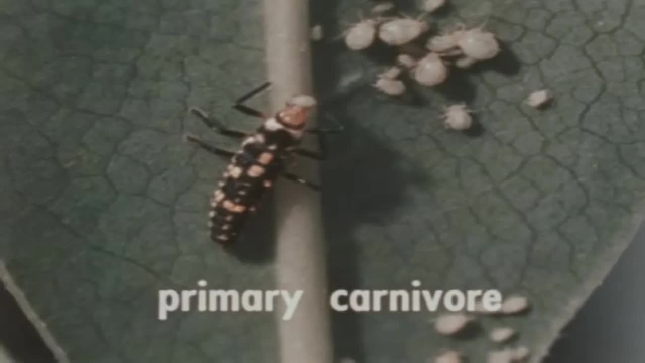 The Community Ecology (1962)