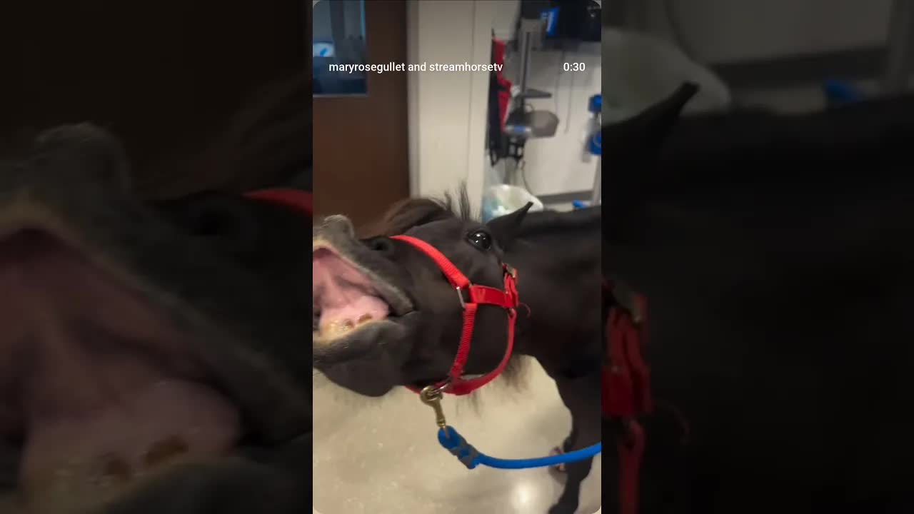 ✨ You can’t just trade mental health problems for horses……but apparently I did anyway. 😂🐴