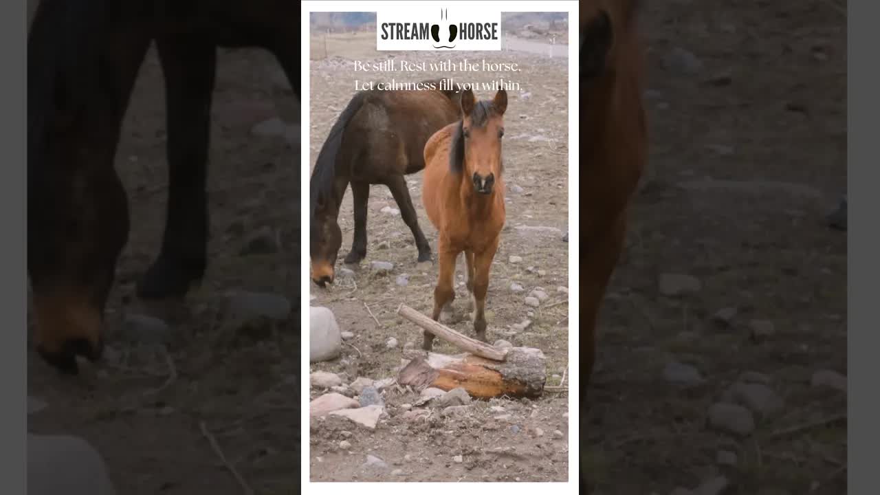 Your Invitation to Stillness 🧘‍♀️🐴 Rest with the horse. Let calmness fill you within.