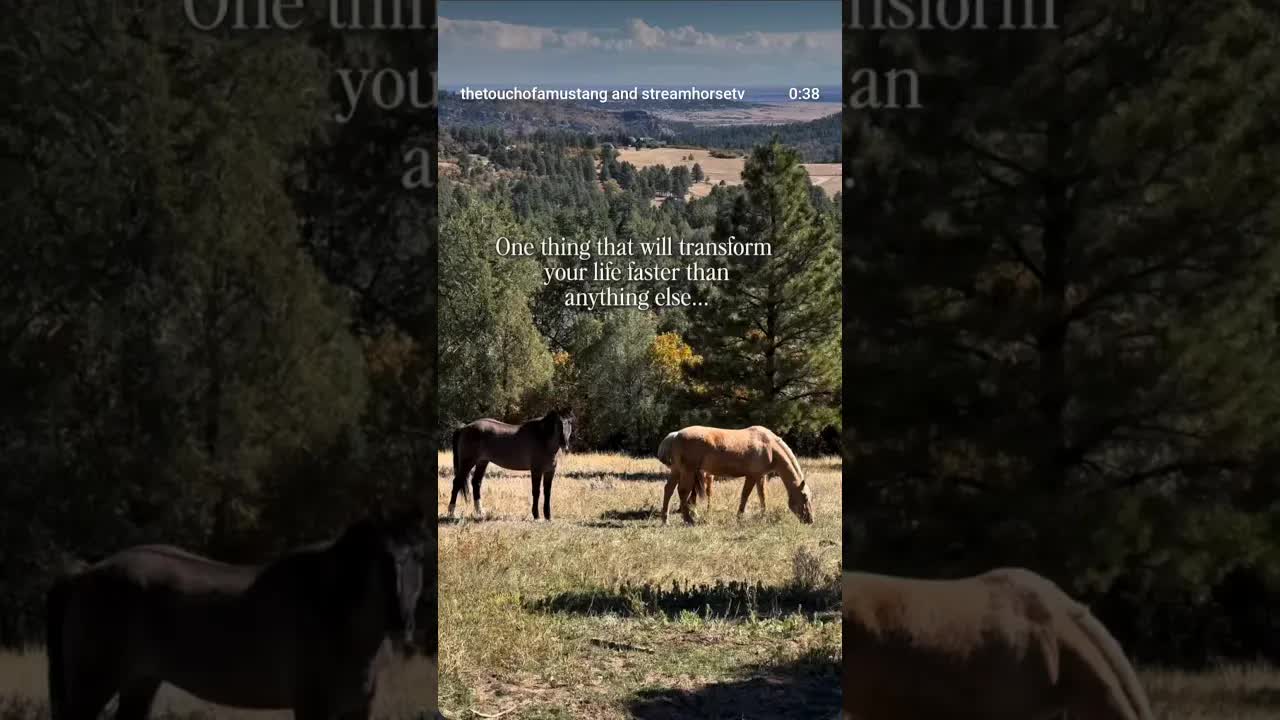 Gratitude is the single biggest thing that can transform you. No cost.