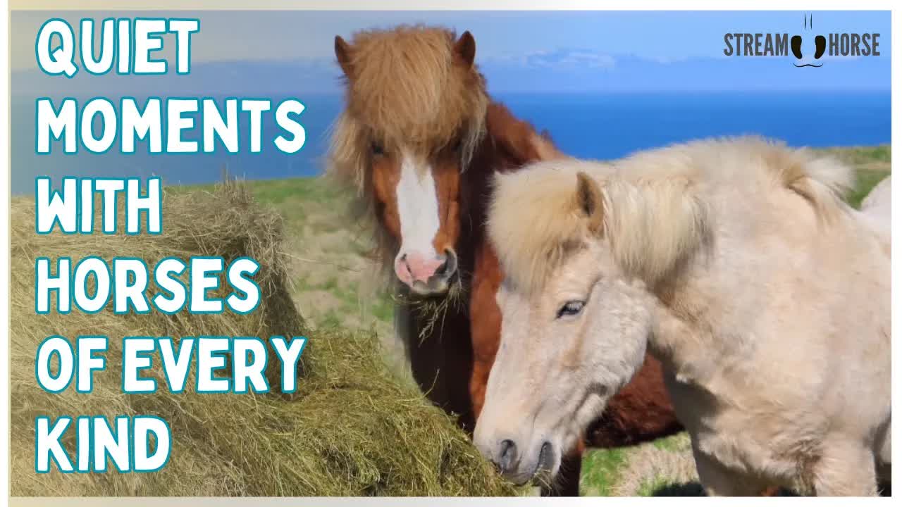 Quiet Moments with Horses of Every Kind 🧘🐴