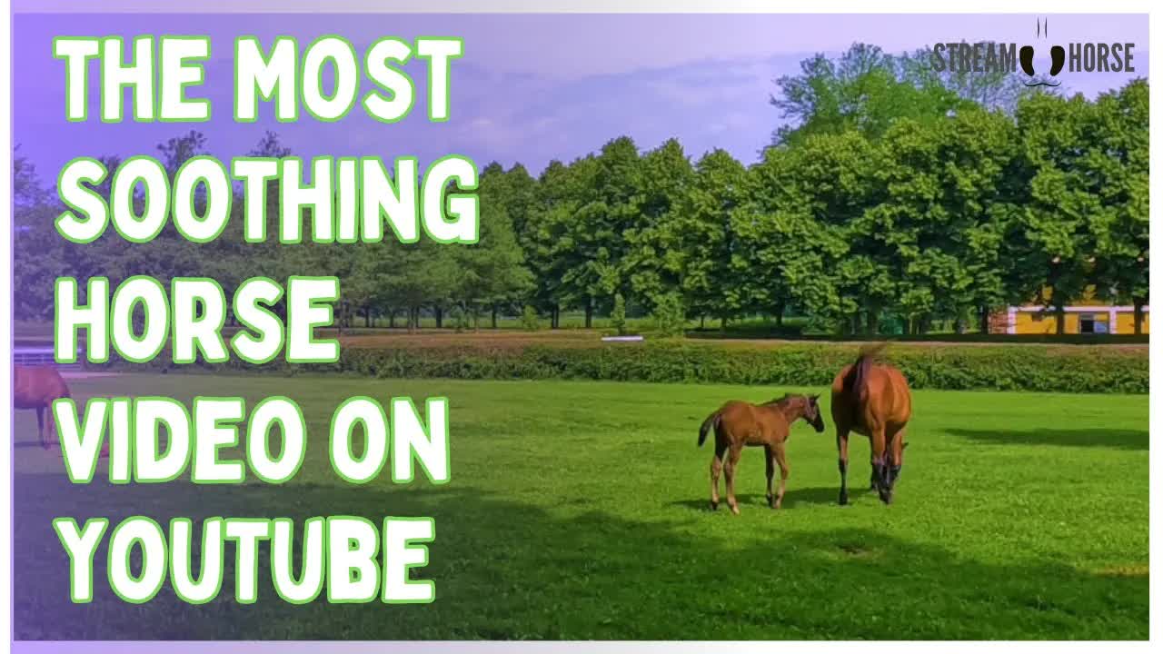 The Most Soothing Horse Video on YouTube 😌🐴
