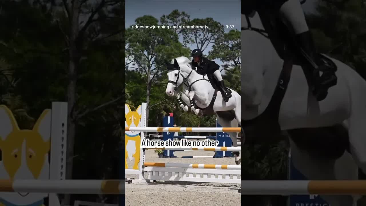 Saving horses and riders from the fate of mediocre horse show experiences! 🐎🔝🤩