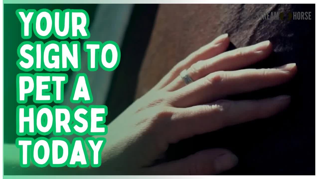 This Is Your Sign To Pet A Horse And Relax 🐴😊