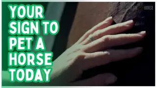 This Is Your Sign To Pet A Horse And Relax 🐴😊
