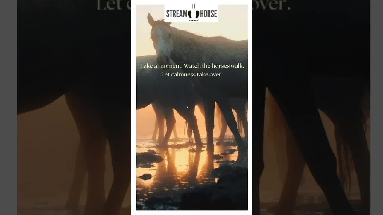 Sunset Serenity: A Moment with Horses 🌅🐎​Take a moment.Watch the horses walk.