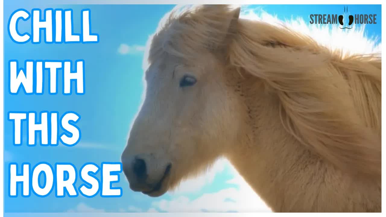This Is Your Sign To Chill With This Cute Horse 🐴😁