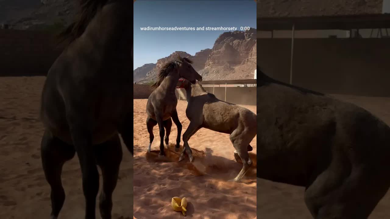 Sahab & Sheikh: ‘Who? Us? We don’t pay our vet bills!’ 😏💥 Kicking, biting, rearing, the full chaos.