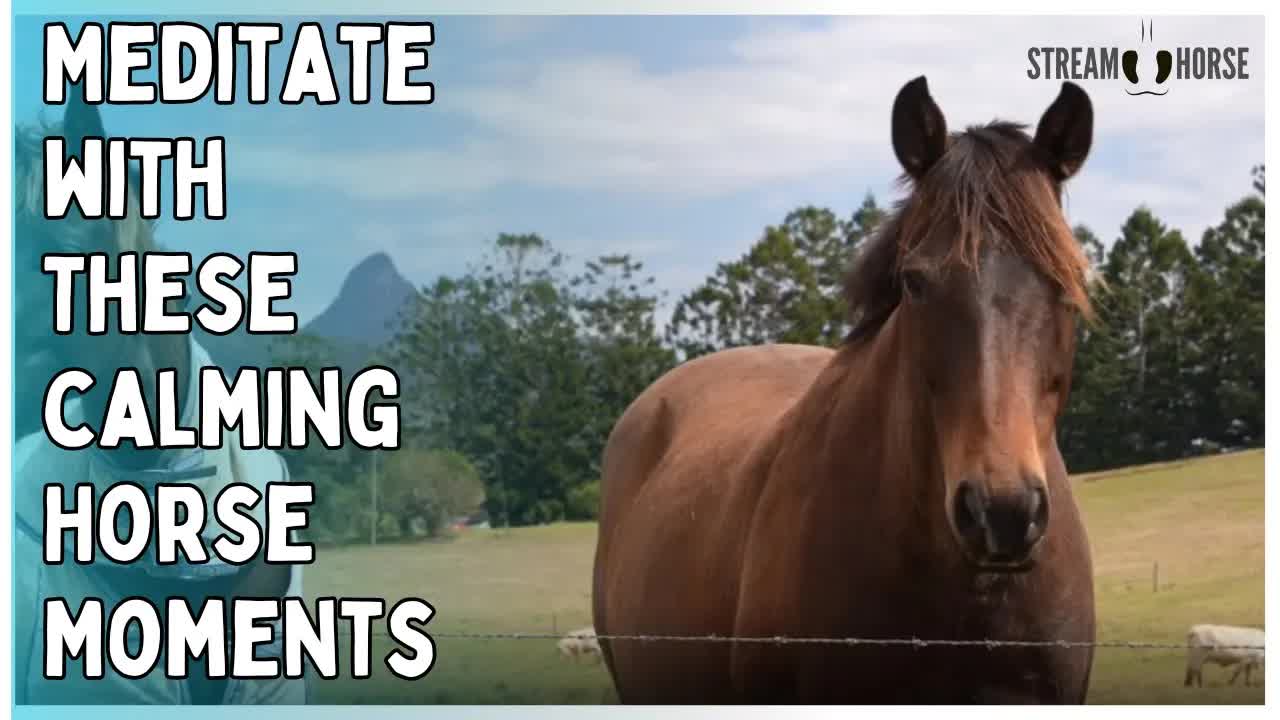 Meditate Instantly with This Calming Horse Compilation 🧡🐴