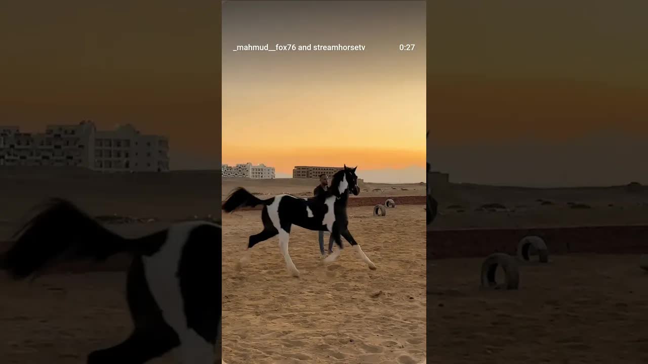 The best horse in my life is the one I play with and forget about the world.  🖤🐴