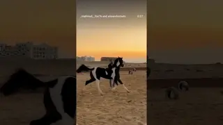 The best horse in my life is the one I play with and forget about the world.  🖤🐴