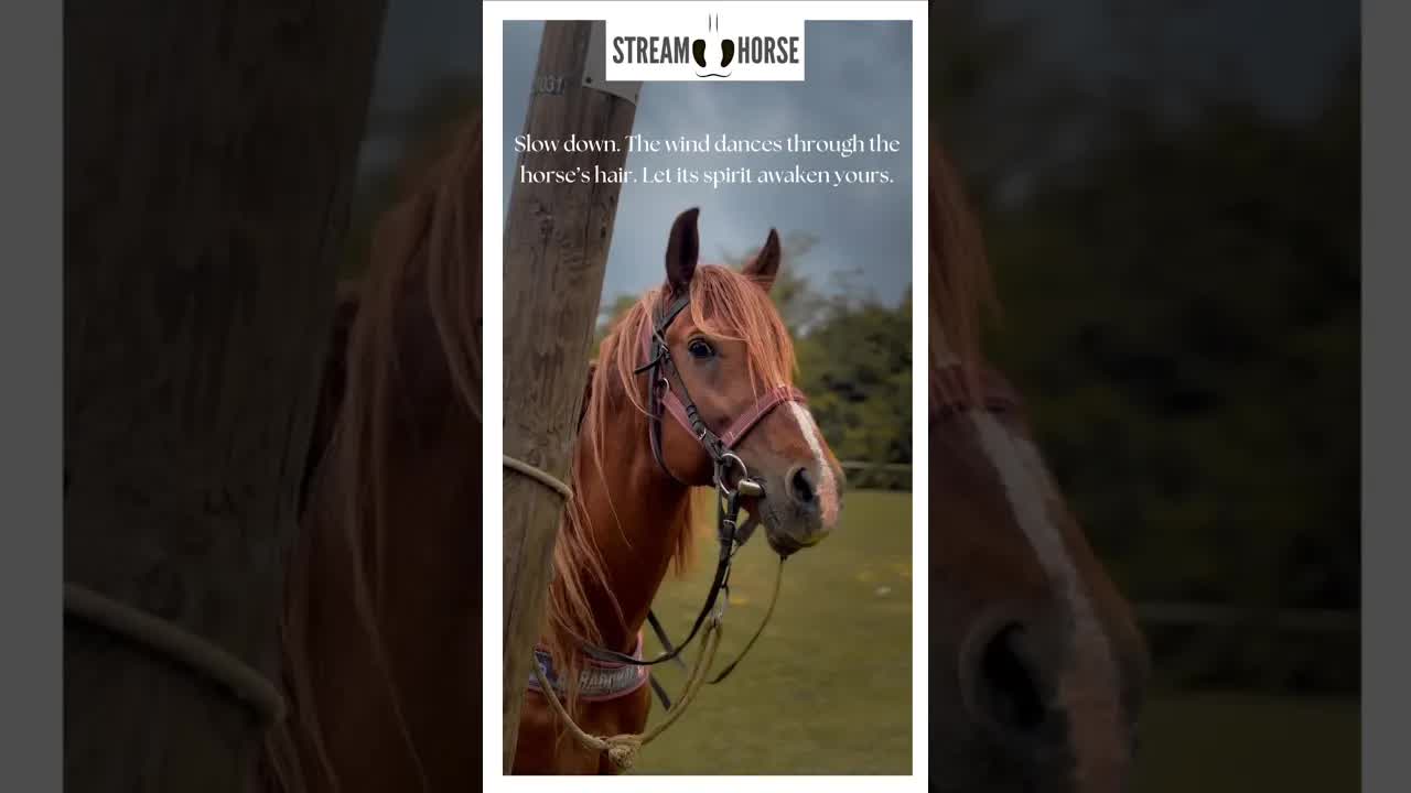 ​Wind, Mane, and Spirit: Find Your Energy 🌬️🐴​