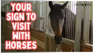 This Is Your Sign To Visit With Horses Today 🐴😊