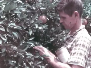 Insect Enemies And Their Control (1962)