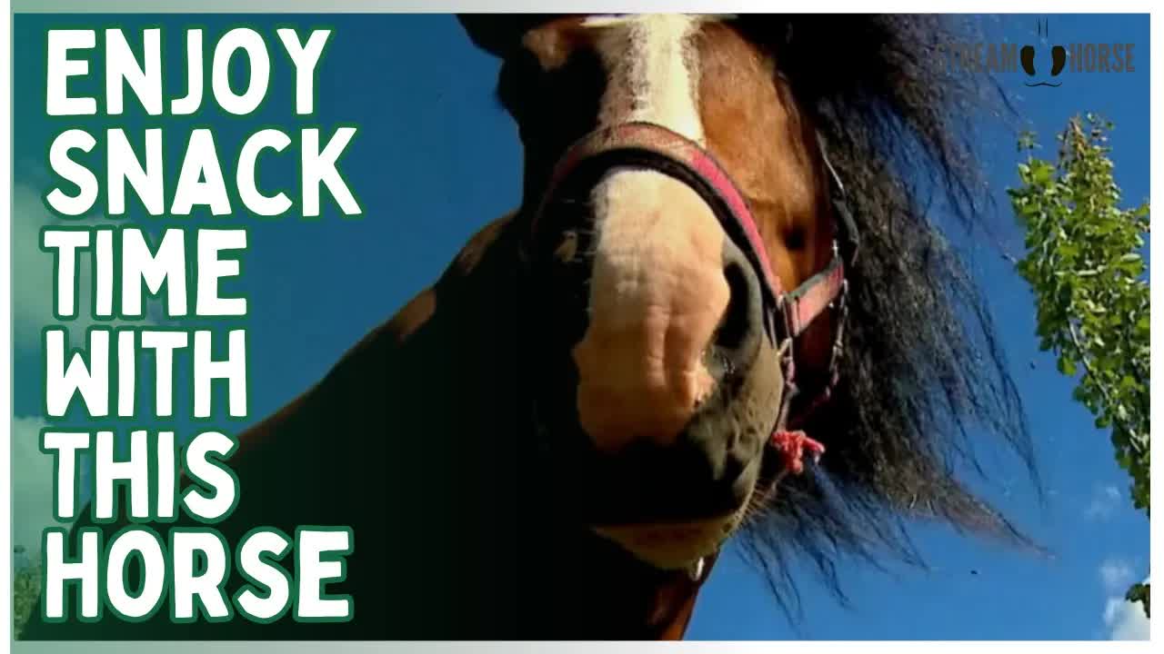 Enjoy Snack Time With This Horse 🐴🌿