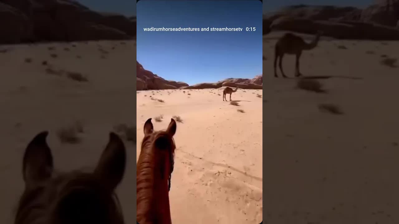 POV: between Knafeh’s ears.