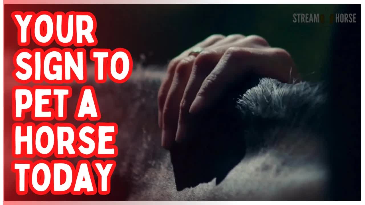 This Is Your Sign To Pet A Horse Today 🙌🐎