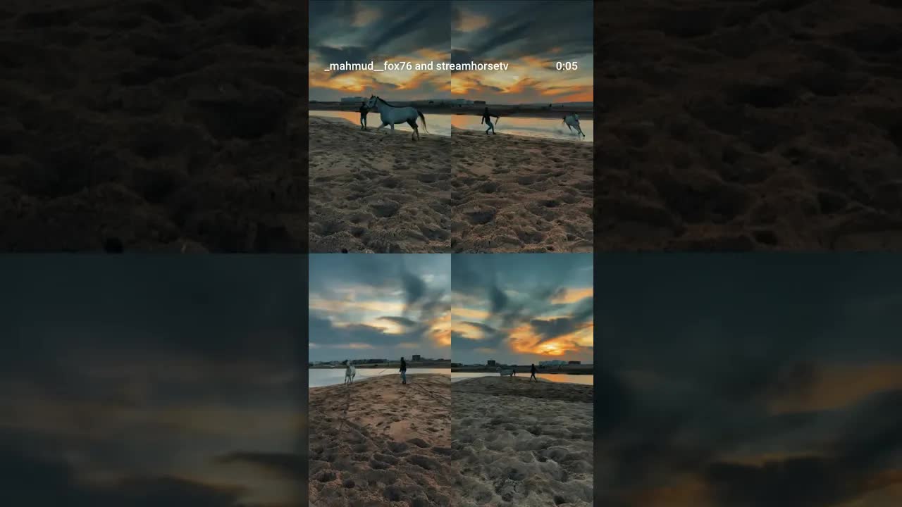 A very special moment 🤍 The first time I lunged my young stallion on the beach.