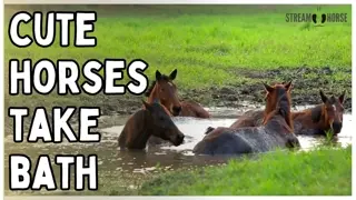 Enjoy These Horses Bathing Together 💦🐎