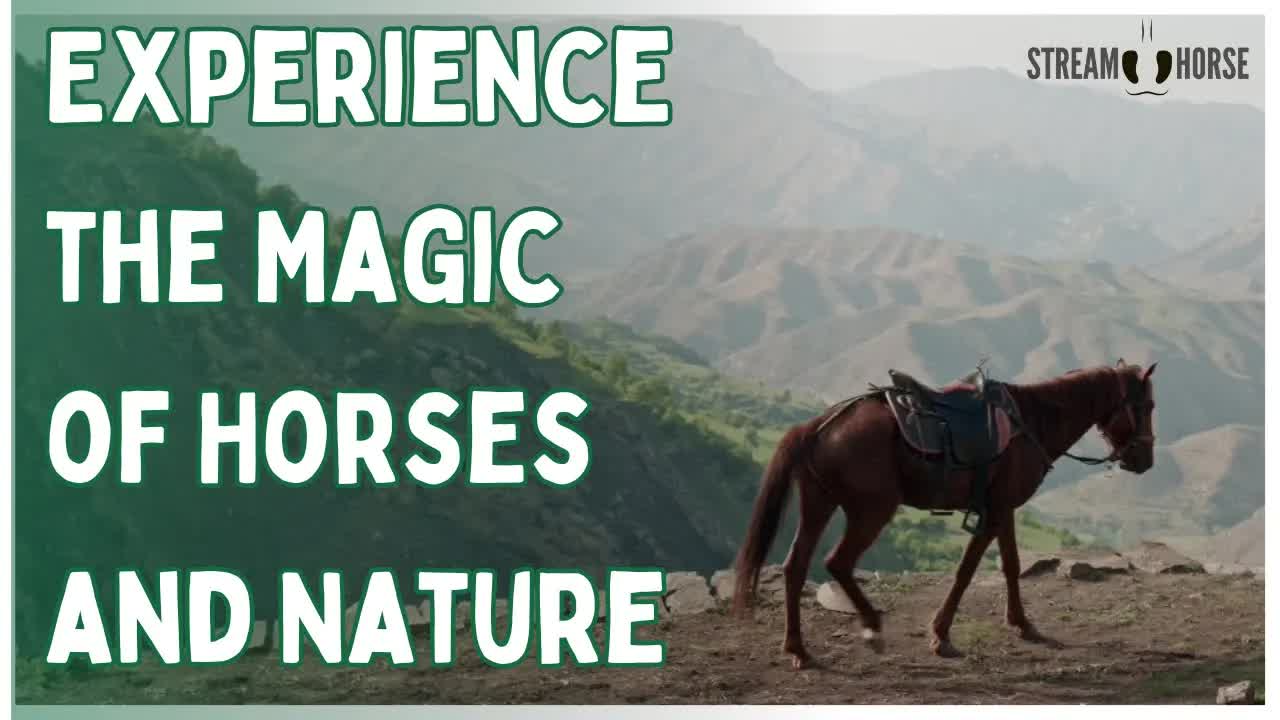 Experience the Magic of Horses and Nature ✨🐴
