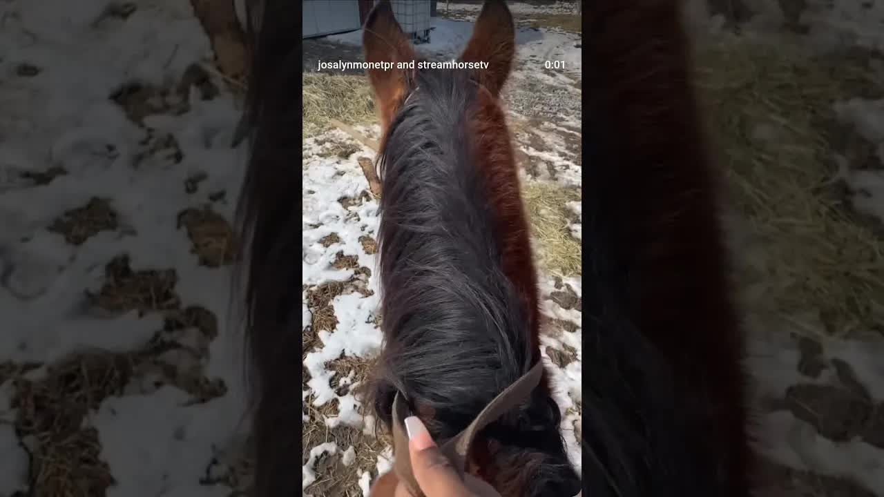 winter rides 🐴❄️🤎