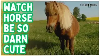 Watch This Horse Be So Darn Cute 🐴💛