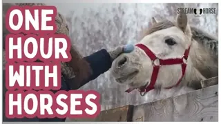 A Joyful Hour with Horses — Playful Moments and Gentle Calm 😁🐎