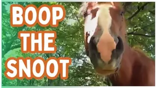 This Is Your Sign To BOOP The Horse Snoot 🐴😍