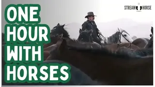 1 Hour of Horses in Nature — Relax, Reset, and Feel Better 🐎❤️