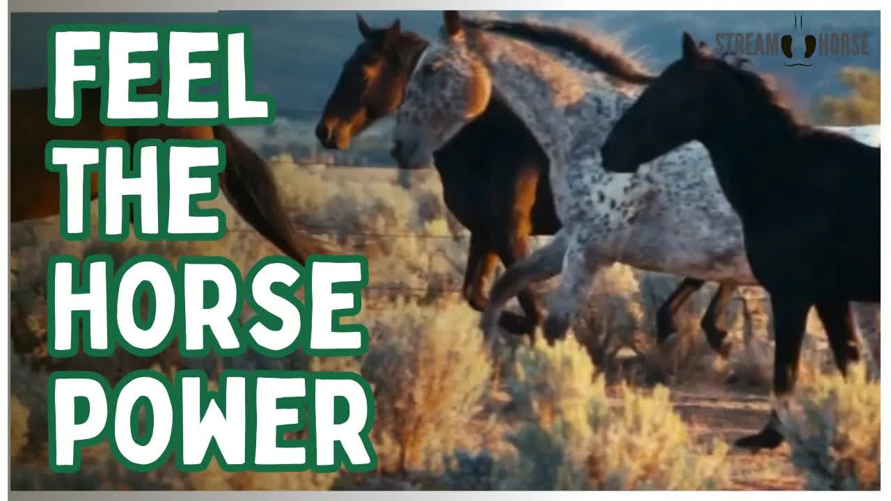 Feel The Power Of These Horses 🐴⚡️