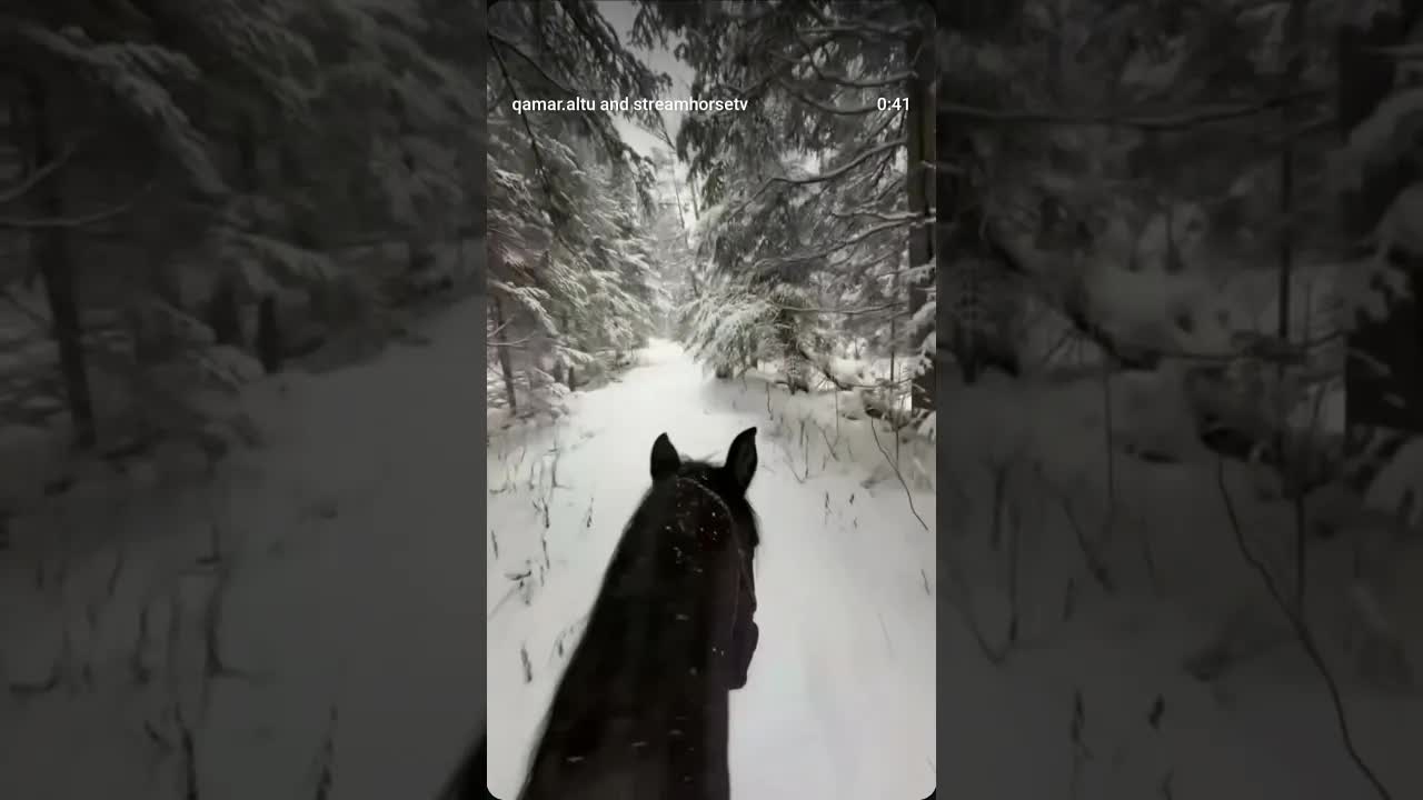 A dream in the snow. My winter ride ❄️🐎