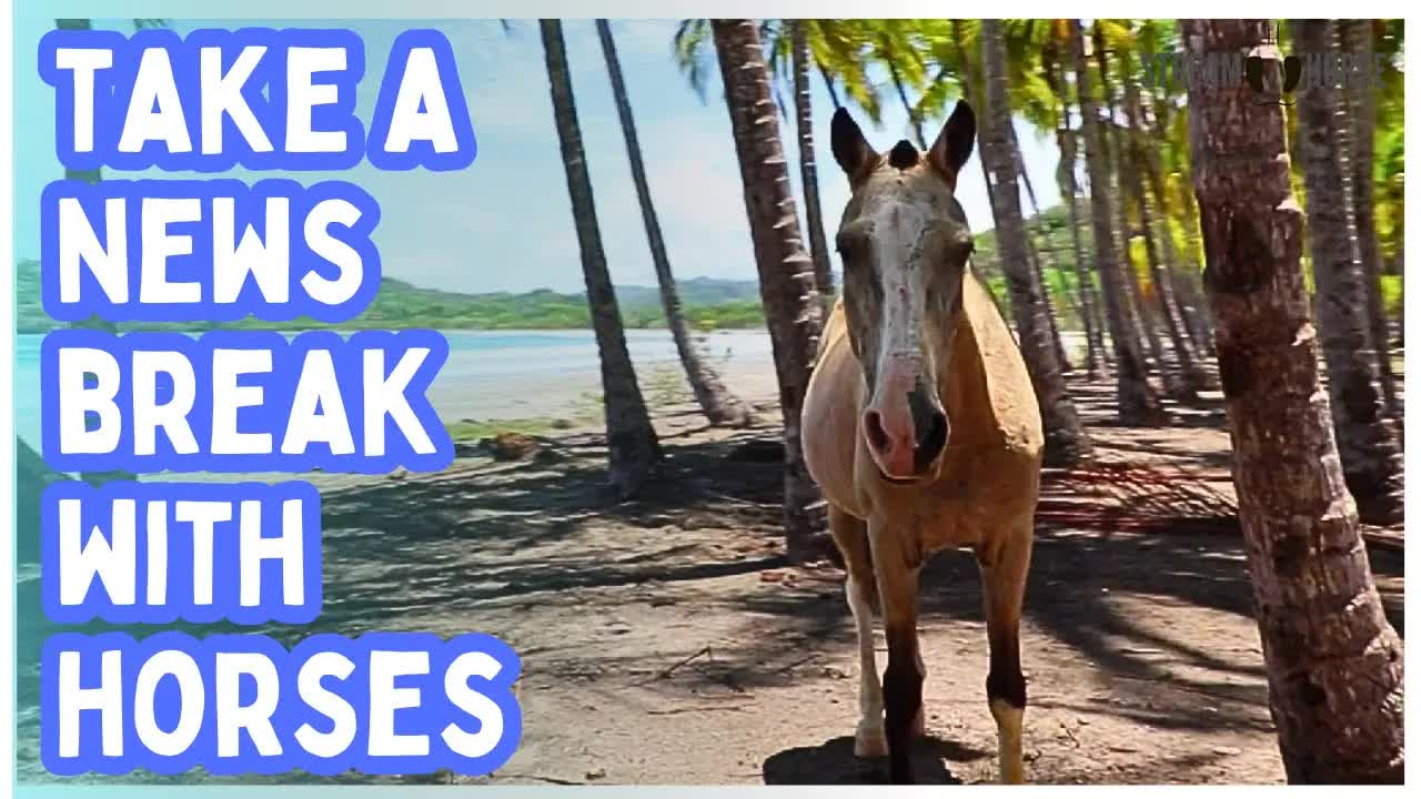 Take a 10-Minute Break from the News — Calm Your Mind with Peaceful Horses & Nature 😌🐎