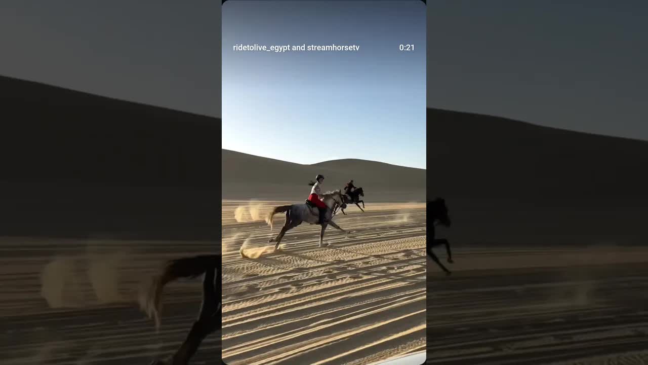 Talal. 💫🩶 An unforgettable stallion the kind that stays with you forever.