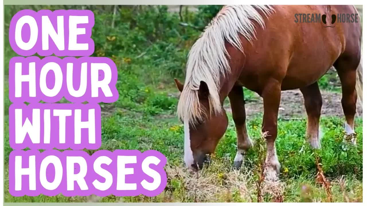 1 Hour Without the News 😌🐎 | 60 Minutes of Horses & Nature for Deep Calm
