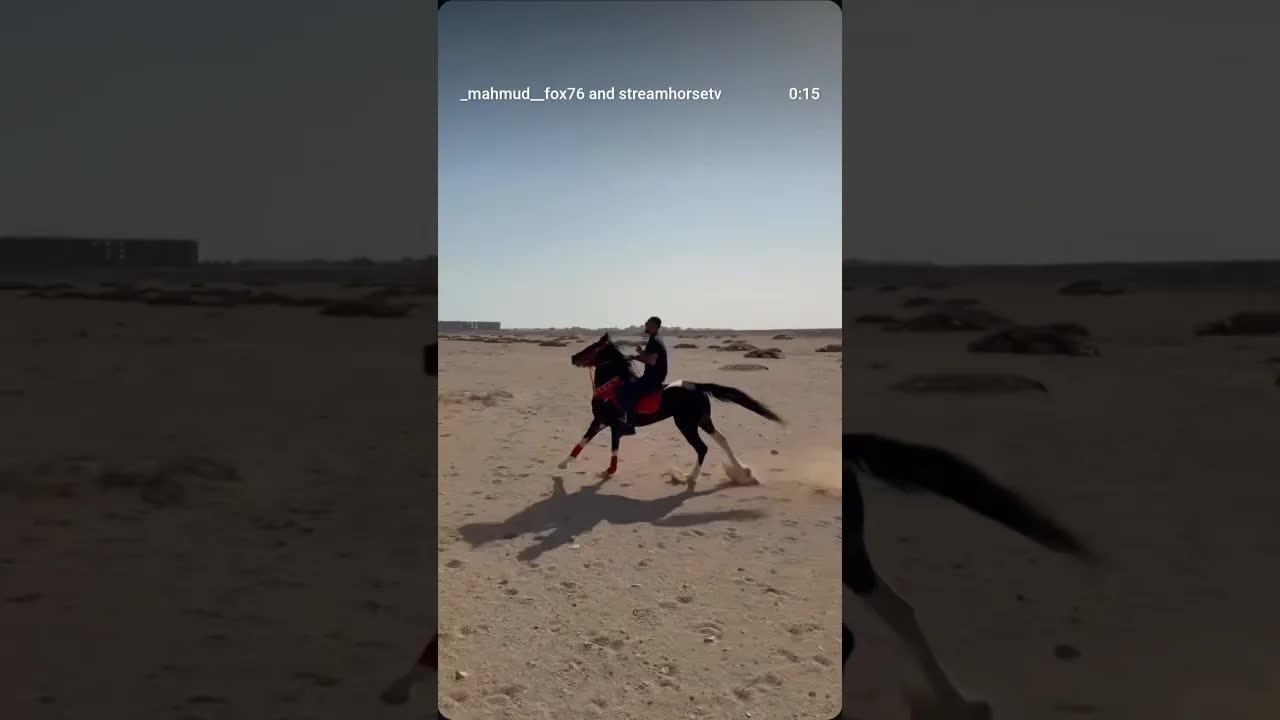 In my life, there's one horse who taught me the meaning of loyalty and gave me freedom. 🐎🫶🔥